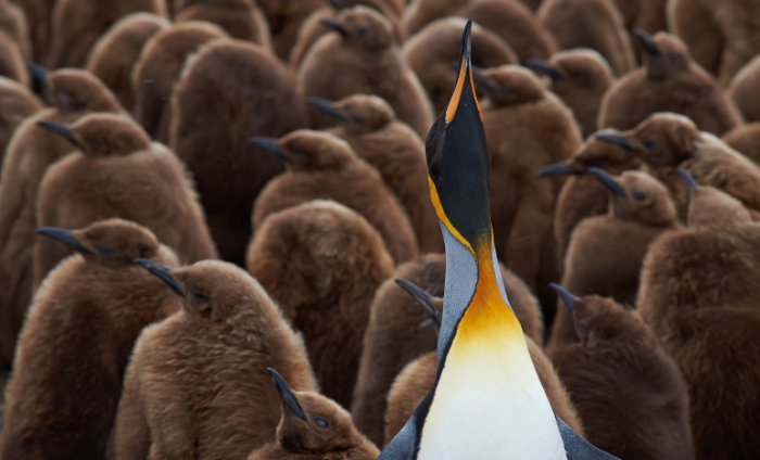 Adult King Penguin (Aptenodytes patagonicus) standing amongst a large group of nearly fully grown chicks at Volunteer Point in the Falkland Islands.